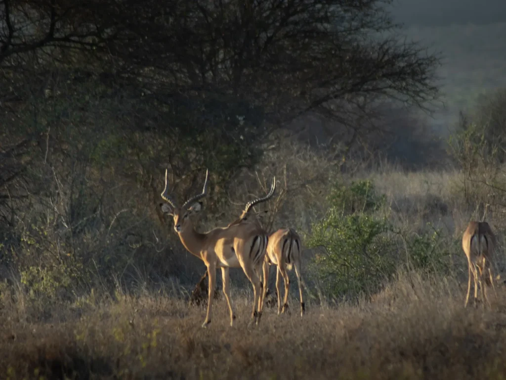 Tsavo West National Park 05 Kenya